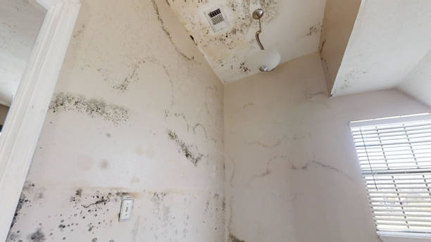 Best Emergency Mold Remediation  in Johnston City, IL