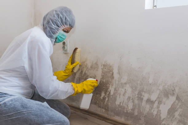 Johnston City, IL Mold Inspection, Removal & Remediation Company